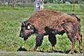 Bison bison athabascae (Bisonte americano delle foreste - Wood bison)