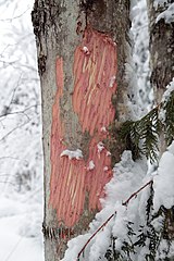 Alces alces bark stripping.jpg
