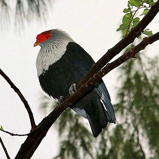 Seychelles blue pigeon Species of bird