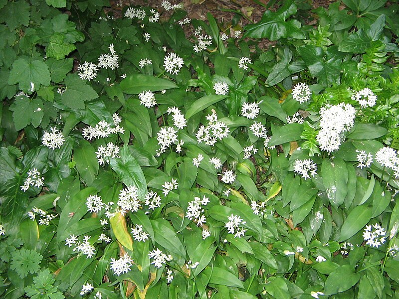 File:Allium ursinum.jpg