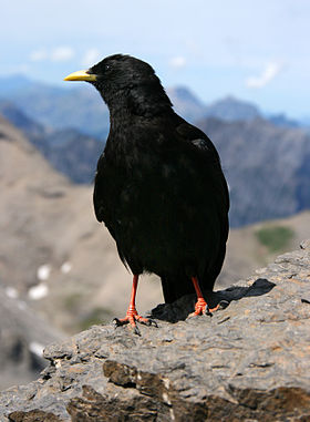 Black crow-like bird with yellow bill perched on rock with valley in the background