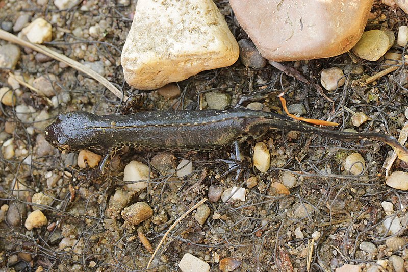 File:Alpine newt - Ichthyosaura alpestris (41352837104).jpg