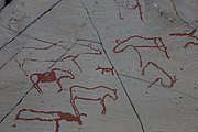 English: Rock art in the world heritage area in Alta, Norway. This is from the area Bergbukten 4b, a group of 195 figures. 22-24 m above sea level, and 6000-7000 years old.