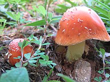 Amanita parcivolvata 45933.jpg