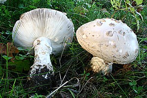 Regnul Fungi: Evoluție, Sistematică și ontogeneză, Înmulțire