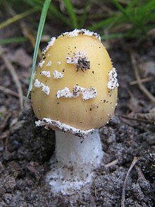 Amanita velatipes.001.COPY.jpg