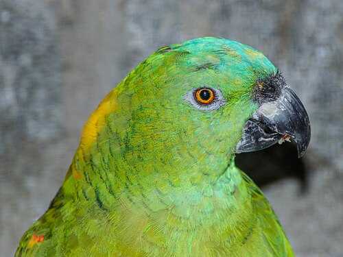 Amazona auropalliata