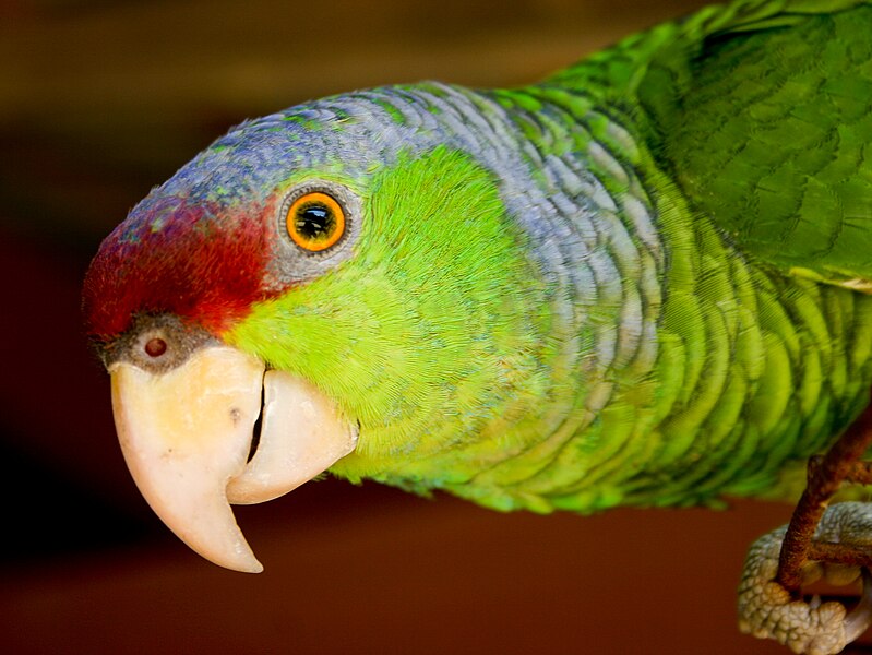 File:Amazona finschi -upper body -captive-8a.jpg