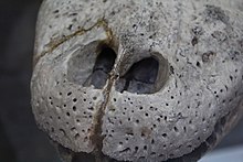 The snout of an American alligator skull American alligator (Alligator mississippiensis) skull nostrils at the Royal Veterinary College anatomy museum.JPG