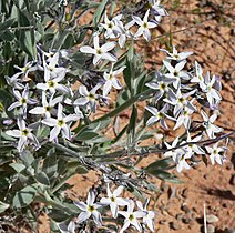 Amsonia tomentosa