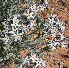 Amsonia tomentosa 1.jpg