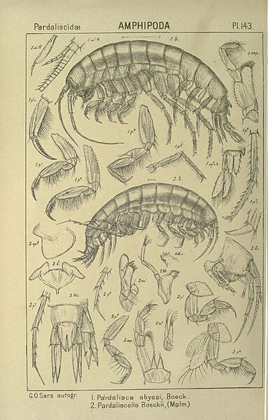 File:An account of the Crustacea of Norway (Pl. 143) (6195467782).jpg