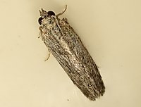 Anarsia dryinopa 186702885.jpg