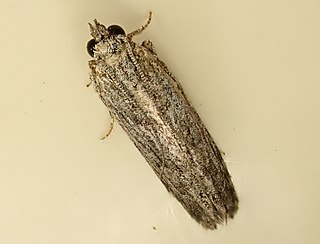 <i>Anarsia dryinopa</i> Species of moth