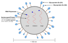 Anden orthohantavirus Gattung Structure.png