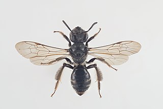 Andrena coitana