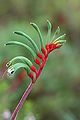 Image 28Kangaroo paw in Kings Park (from Perth)