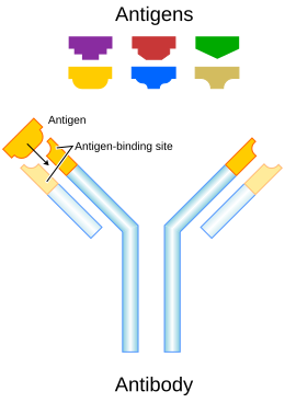 Each antibody binds to a specific antigen in a highly specific interaction analogous to a lock and key. Antibody.svg