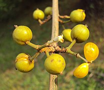 The fruits of the Ńt̗út̗’u tree, commonly eaten as a food source in eastern Makaigan.