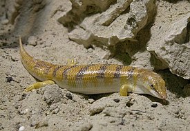 Gemeenschappelijke Skink (Scincus scincus)