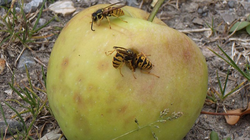 File:Apple and Wasps (9610523094).jpg