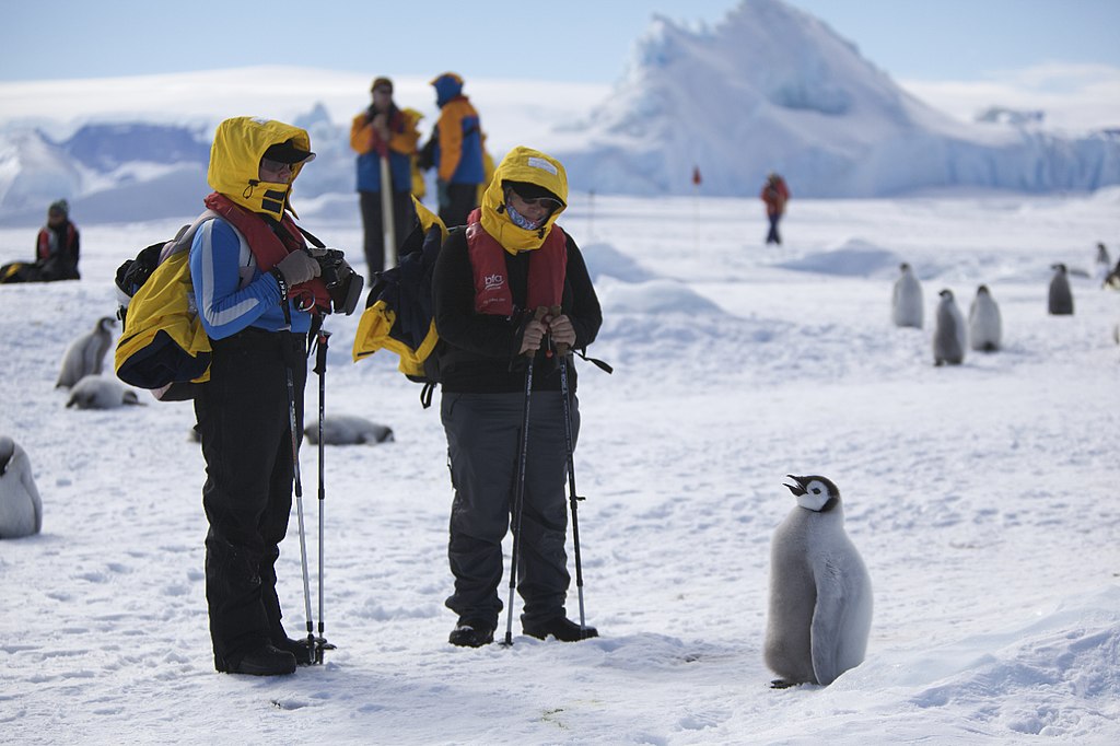 صور من القارة القطبية الجنوبية 1024px-Aptenodytes_forsteri_-Snow_Hill_Island%2C_Antarctica_-juvenile_with_people-8