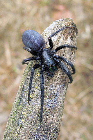 <span class="mw-page-title-main">Tube-dwelling spider</span> Family of spiders