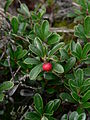 Arctostaphylos uva-ursi