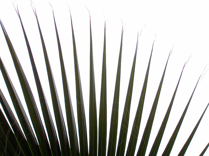 File:Arecaceae in iran نخل ها در ایران 02.jpg