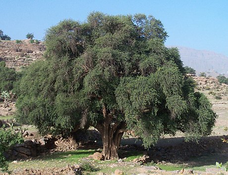 Mediterranean Acacia–Argania dry woodlands