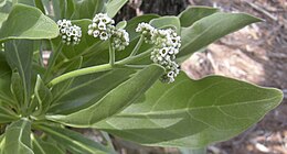 Argusia argentea (Heliotropium foertherianum) flowers.jpg