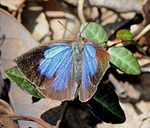 Female Yumihari Mountains, Aichi prefecture, Japan.