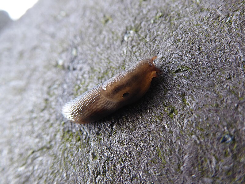 File:Arion sp. Wallace Monument 02.jpg