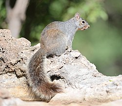 Arizona gray squirrel (Sciurus arizonensis) DSC 8001zzc.jpg
