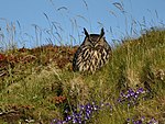 výr velký (Bubo bubo)