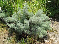 Artemisia alba Canescens.jpg