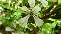 Arugula (Eruca sativa) -- closeup of flower.JPG