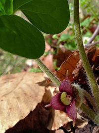 A. canadense, kanadensisk hasselört