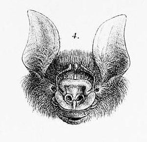 Temminck-Dreizackblattnase (Aselliscus tricuspidatus)