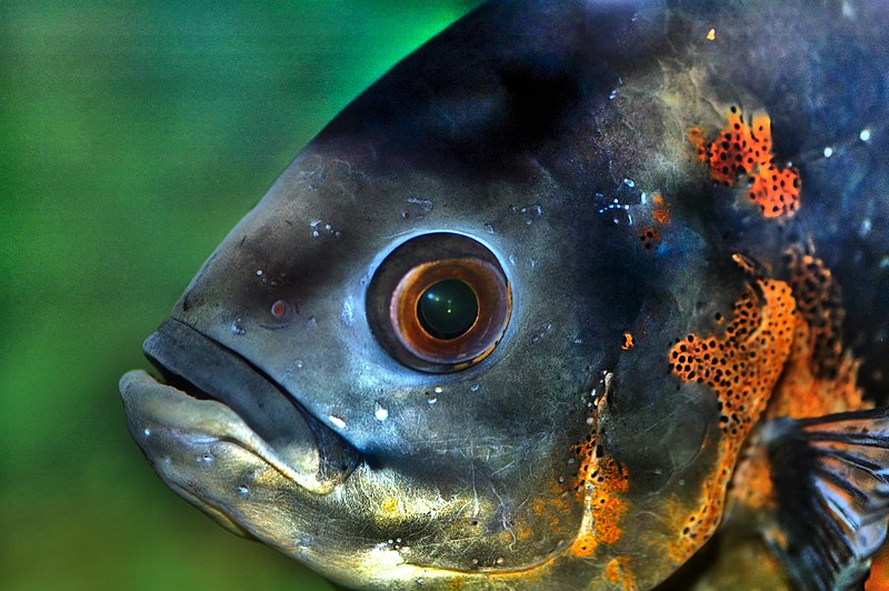 Fish head - Wikipedia