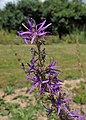 Asyneuma canescens (Campanulaceae)