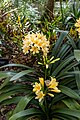 * Nomeação 'Bush Lily'. Clivia miniata at Kew Gardens --Mike Peel 05:38, 4 May 2024 (UTC) * Revisão What appears to be the main subject is blurry, maybe if we crop it so that it takes a less-relevant position in the image? --Nacaru 22:29, 7 May 2024 (UTC)