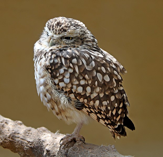 File:Athene cunicularia 01.jpg