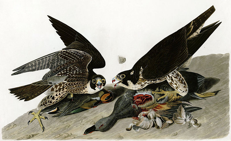 File:Audubon-peregrinus.jpg