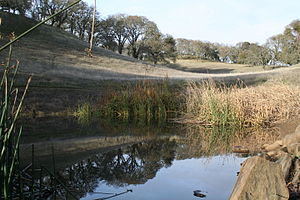 Augustin Bernal Park Pond.jpg