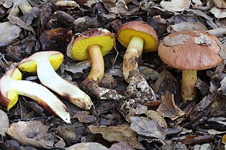<i>Aureoboletus</i> Genus of fungi