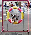 Blue merle on Agility