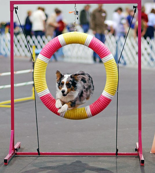 A trained dog competing in dog agility.