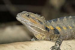 Australian Water Dragon Physignathus lesueurii - Flickr - GregTheBusker.jpg