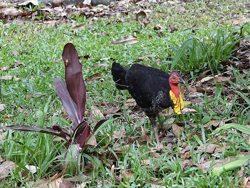 File:Australian brushturkey (31753421840).jpg